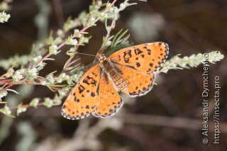 Melitaea didyma