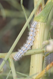 Eilema palliatella