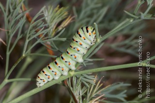 Papilio machaon