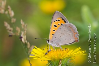 Lycaena phlaeas