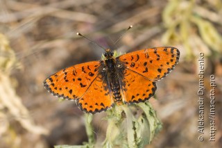 Melitaea didyma