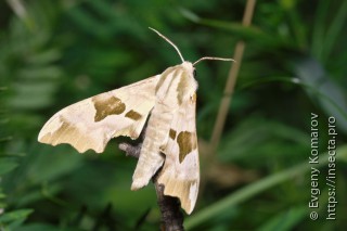 Mimas tiliae