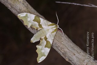 Mimas tiliae