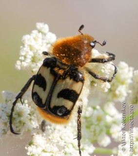 Trichius fasciatus