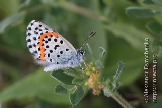 Pseudophilotes bavius