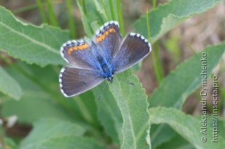 Pseudophilotes bavius