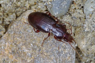 Имаго  Pterostichus koenigi