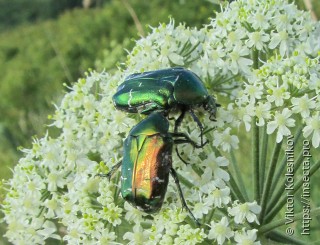 Cetonia aurata