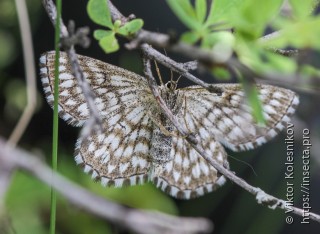 Scopula tessellaria