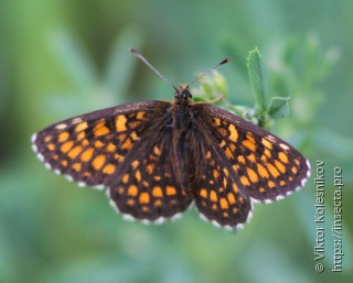 Melitaea