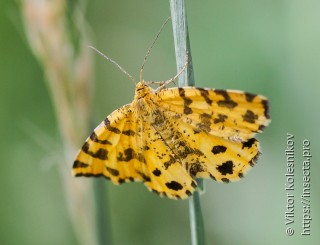 Pseudopanthera macularia