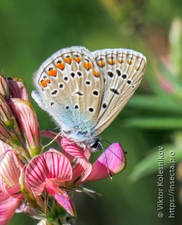 Polyommatus icarus