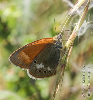 Coenonympha glycerion