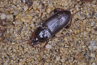 Имаго  Pterostichus dulcis