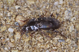 Имаго  Pterostichus dulcis