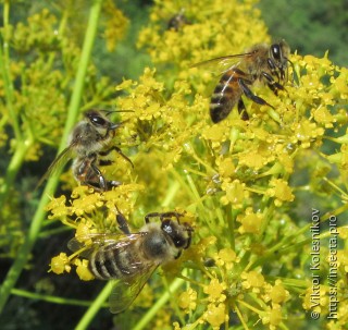 Apis mellifera