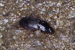 Pterostichus sulcitarsis