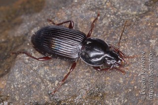 Pterostichus sulcitarsis