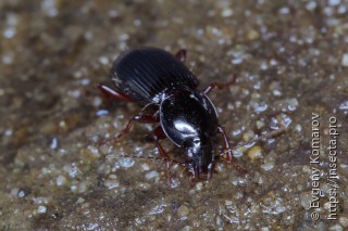 Pterostichus sulcitarsis