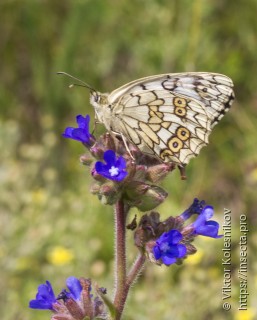 Melanargia russiae