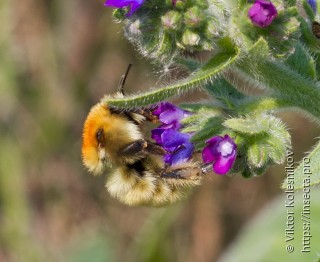 Bombus laesus