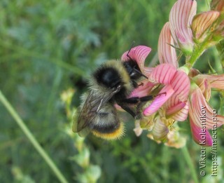 Bombus