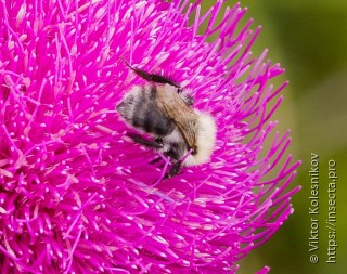 Bombus pascuorum