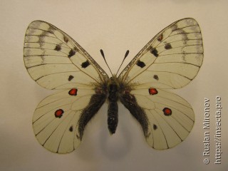 Parnassius bremeri amgunensis