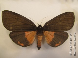 Axiopoena karelini