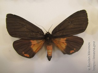 Axiopoena karelini