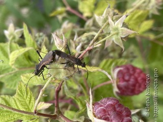 Megalotomus junceus