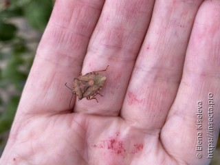 Carpocoris purpureipennis