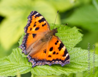 Nymphalis xanthomelas