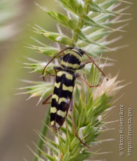 Plagionotus floralis