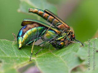 Lytta vesicatoria