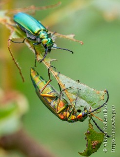 Lytta vesicatoria