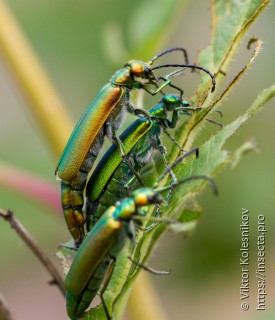 Lytta vesicatoria