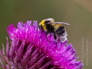 Bombus lucorum