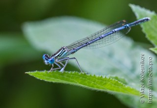 Platycnemis pennipes