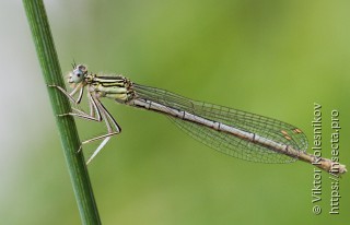 Platycnemis pennipes