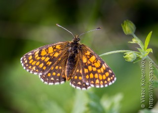 Melitaea cinxia