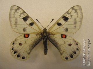 Parnassius davydovi