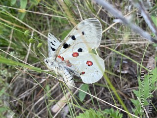 Parnassius apollo