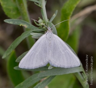 Lithostege farinata