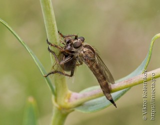 Asilidae