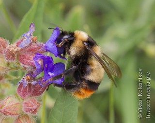 Bombus cullumanus