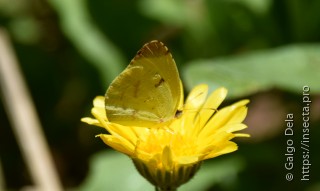 Eurema deva