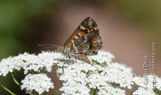 Aricoris chilensis