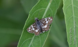 Pyrgus orcynoides