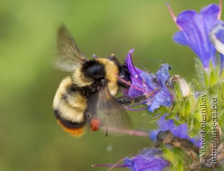 Bombus cullumanus